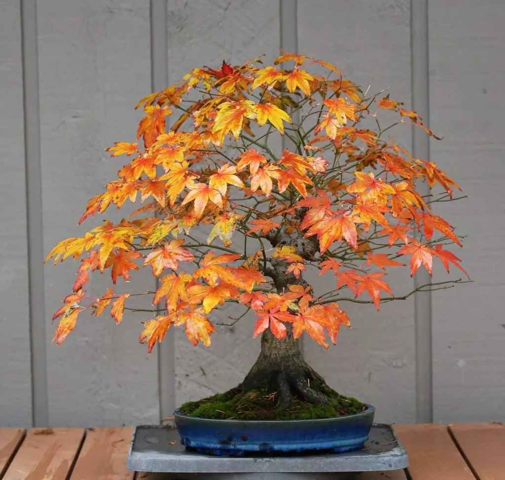 Japanese Maple Bonsai (Acer palmatum) In Decorated Ceramic Pot Displayed On Wooden Rack near Fence at Garden