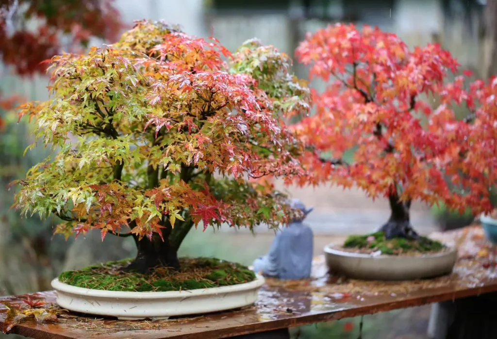 Japanese Maple Bonsai (Acer palmatum) In Rounded White Color Ceramic Pot Displayed On Wooden Rack at Garden