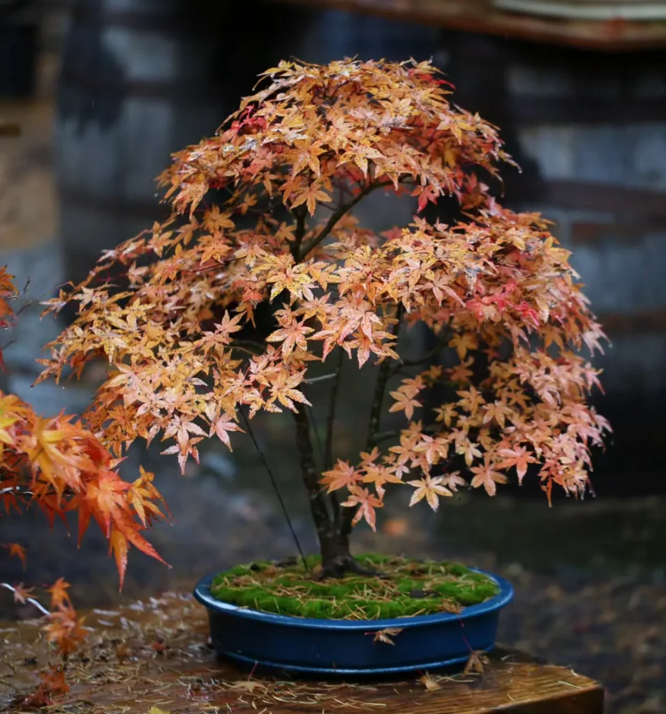 1.5 Feet Tall Japanese Maple Bonsai (Acer palmatum) Plant On Blue Color Ceramic Pot Displayed On Wooden Rack