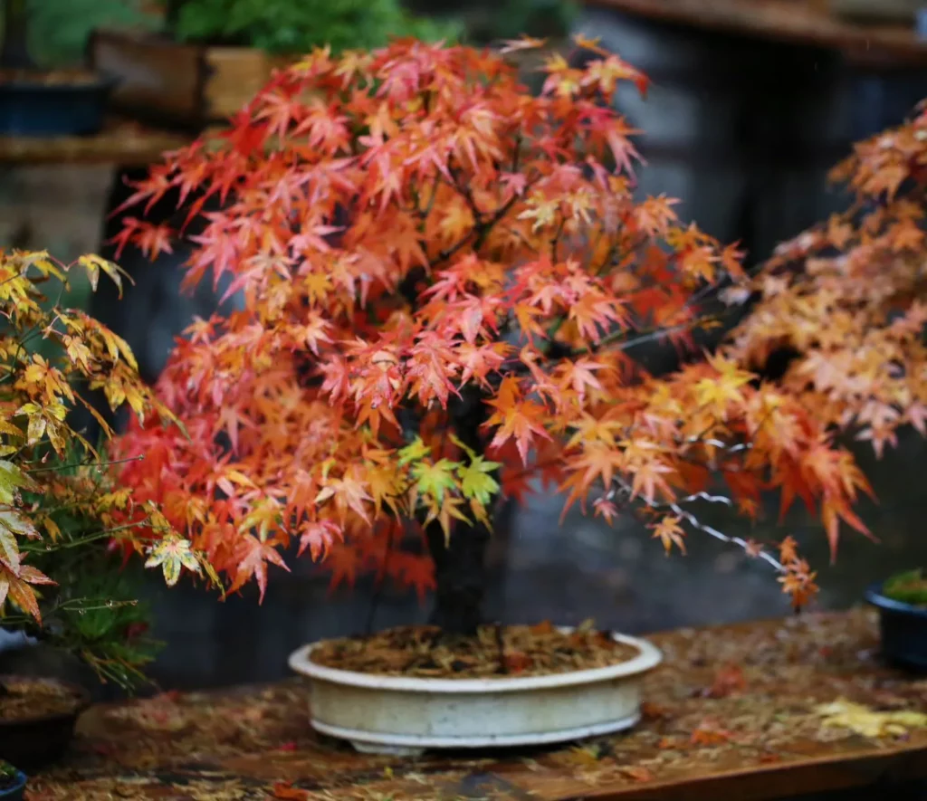 Japanese Maple Bonsai (Acer palmatum) In White Color Ceramic Pot On Wooden Rack at Garden