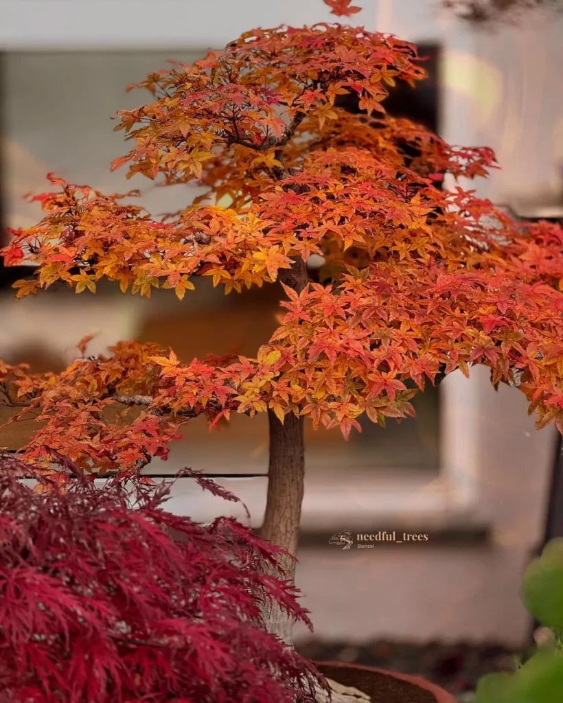 Close up Photo of Japanese Maple Bonsai (Acer palmatum) In Clay Pot