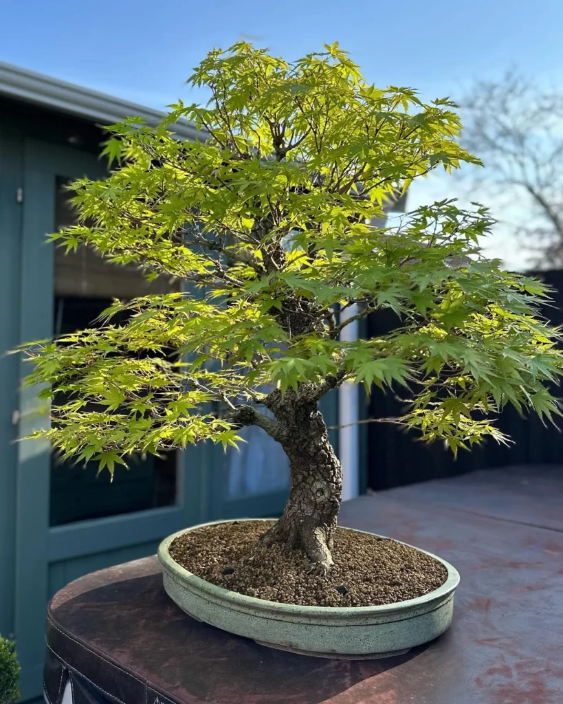 Japanese Maple Bonsai (Acer palmatum) Plant in Rounded Ceramic Pot Displayed On Table at Garden