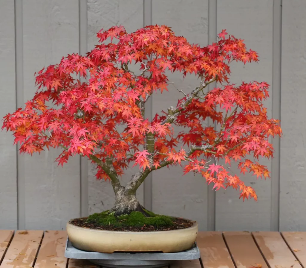 Japanese Maple Bonsai (Acer palmatum) In Rounded Pot Displayed On Wooden Rack at Garden