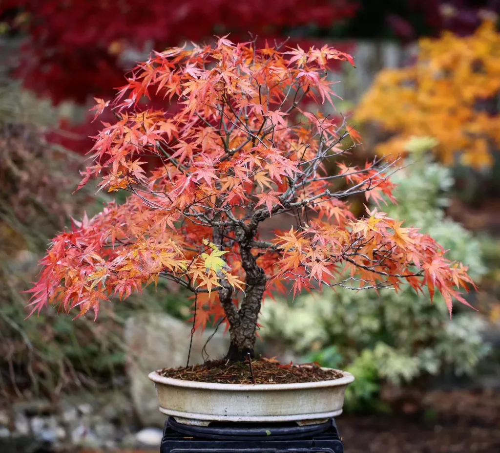 Japanese Maple Bonsai (Acer palmatum) In Rounded Ceramic Pot On Metal Stand at Garden