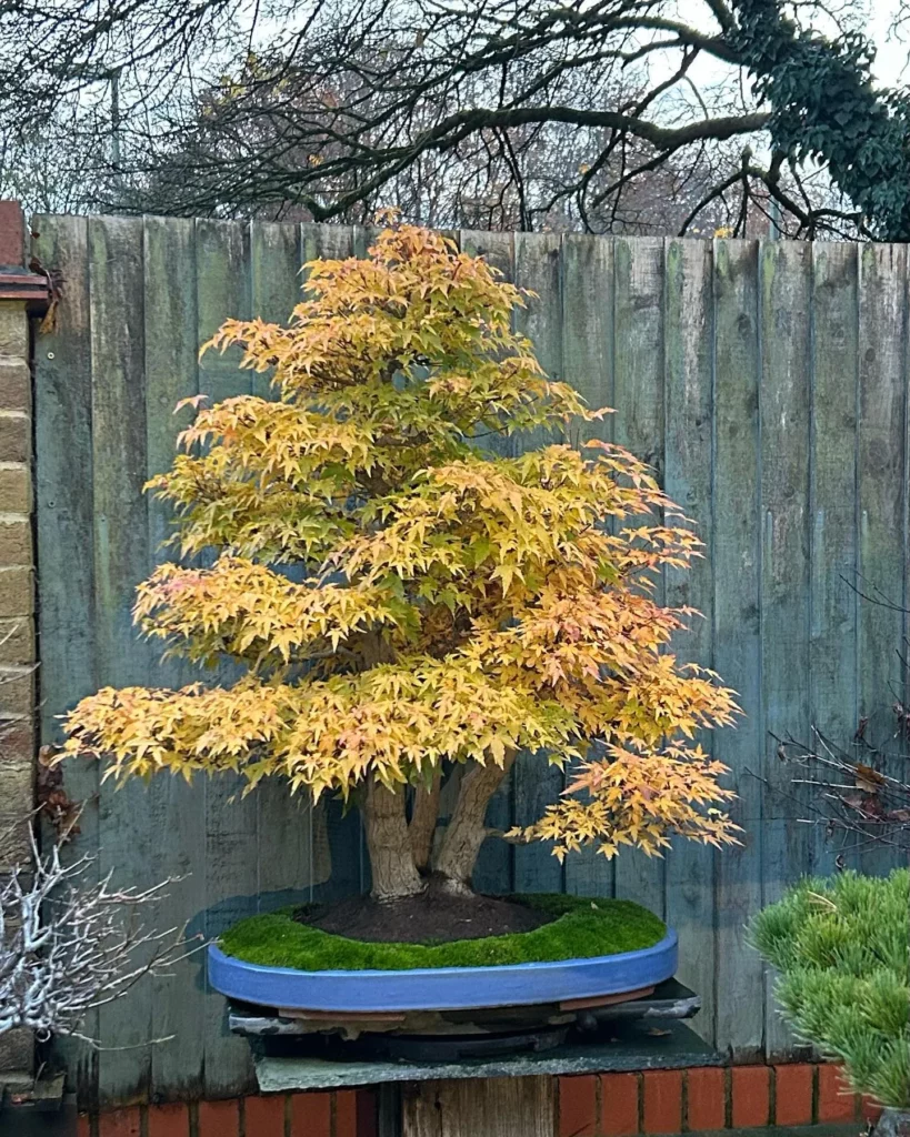 Juniper Bonsai Displayed On Stand at Garden Infront of Wooden Fence