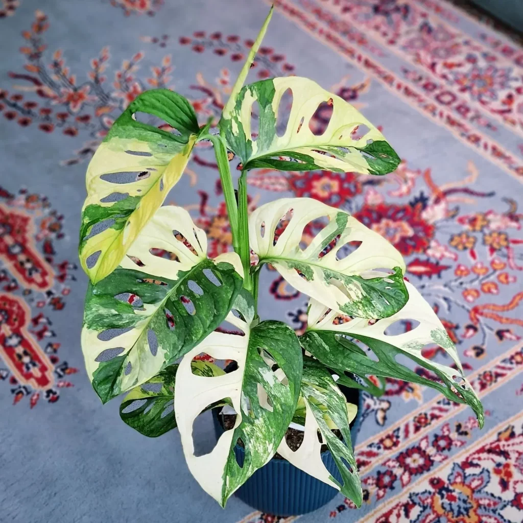 Monstera adansonii f. variegata 'Swiss Cheese