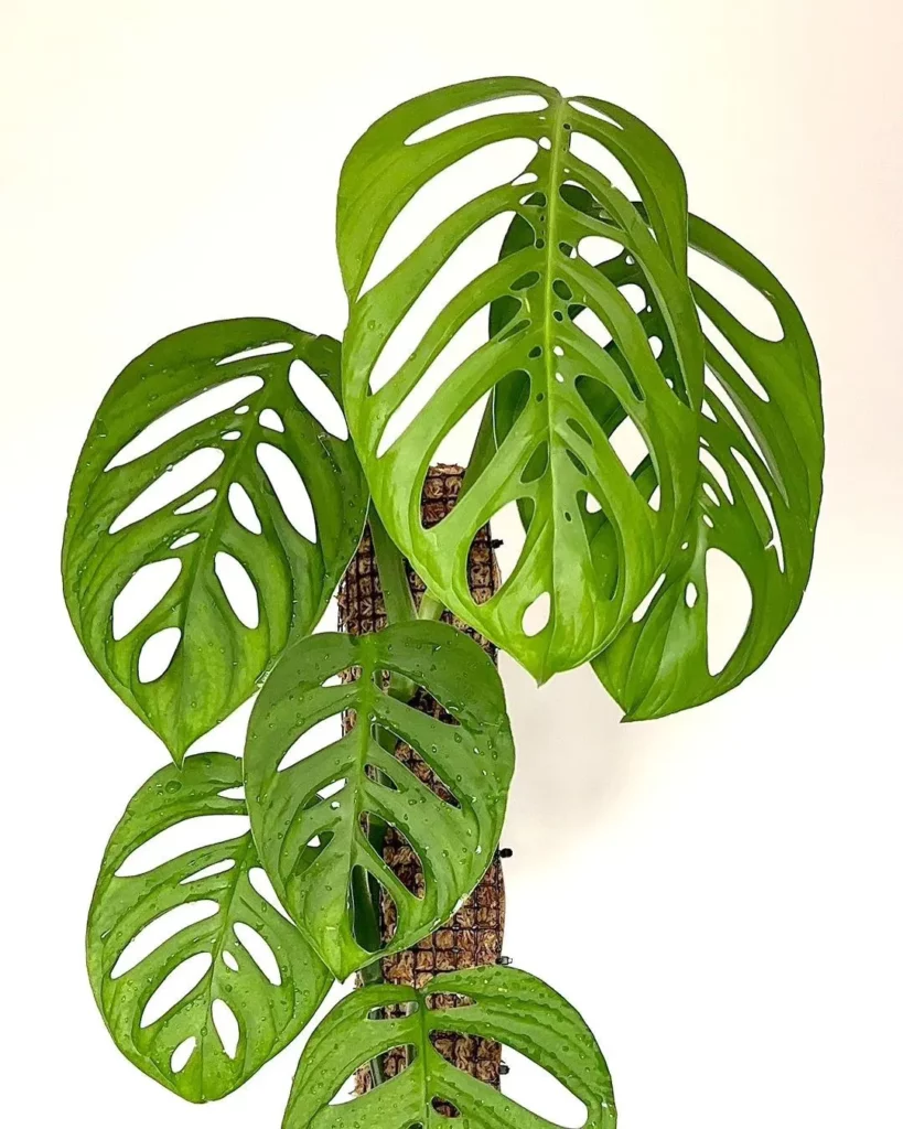 Monstera Adansonii Care: Growing A Swiss Cheese Vine (2024)