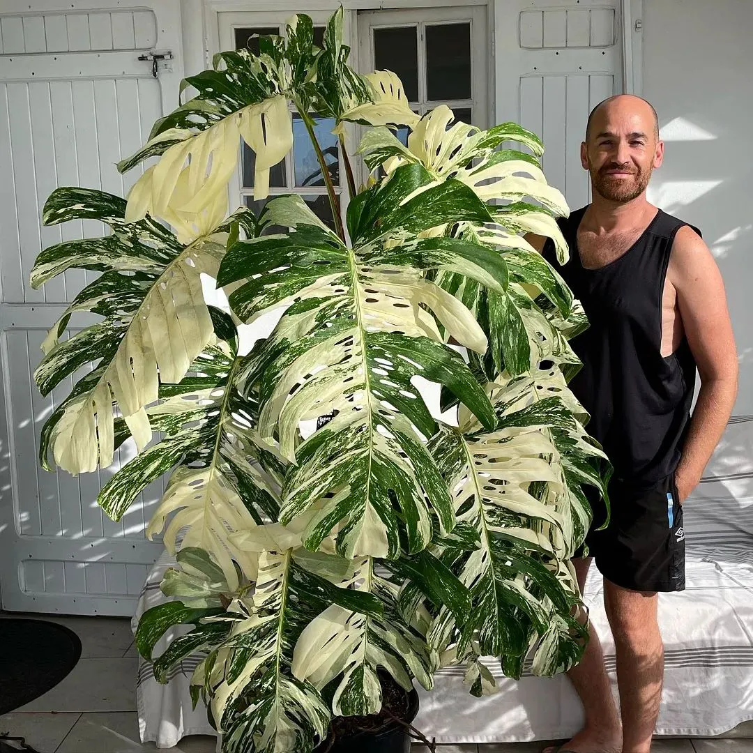 The Right Light How Much Light Does Your Monstera Need?