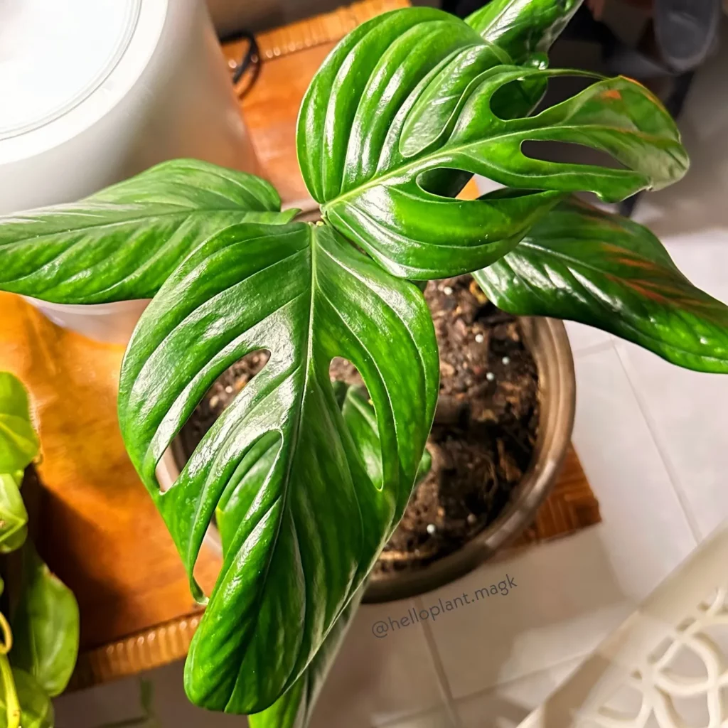 Monstera pinnatipartita: Your Guide to Plant Care