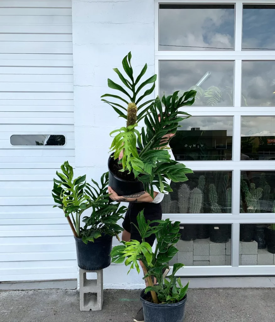 https://bonsaimary.com/wp-content/uploads/2023/11/Monstera-pinnatipartita-Monstera26-876x1024.webp