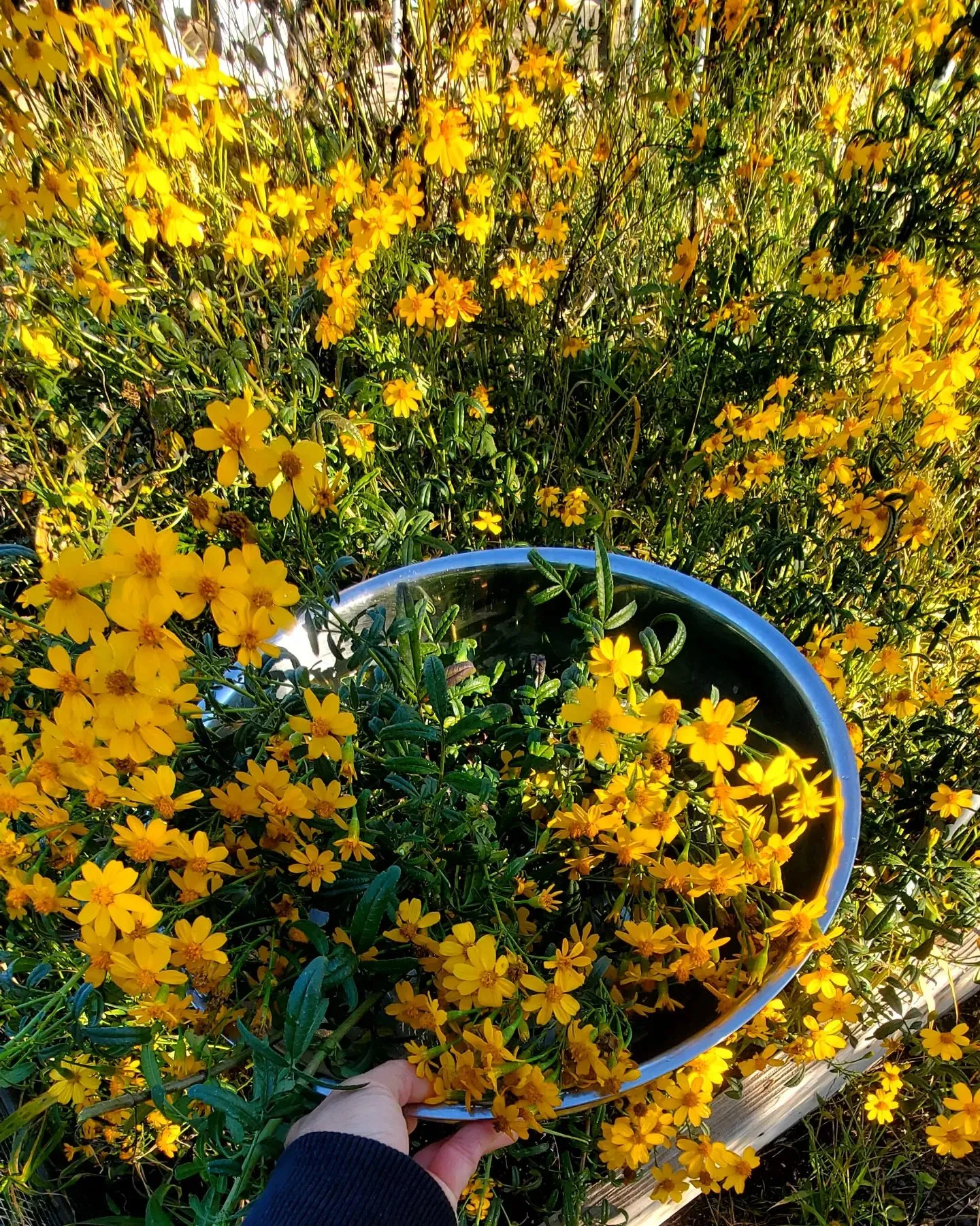 Mount Lemmon Marigold: Flourishing Care Guide