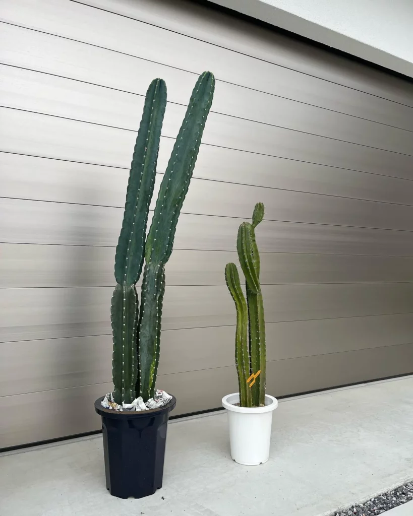 Two Peruvian Apple Desert Plants In 10" Black Pot and 6" White Pot at Garden near Fence