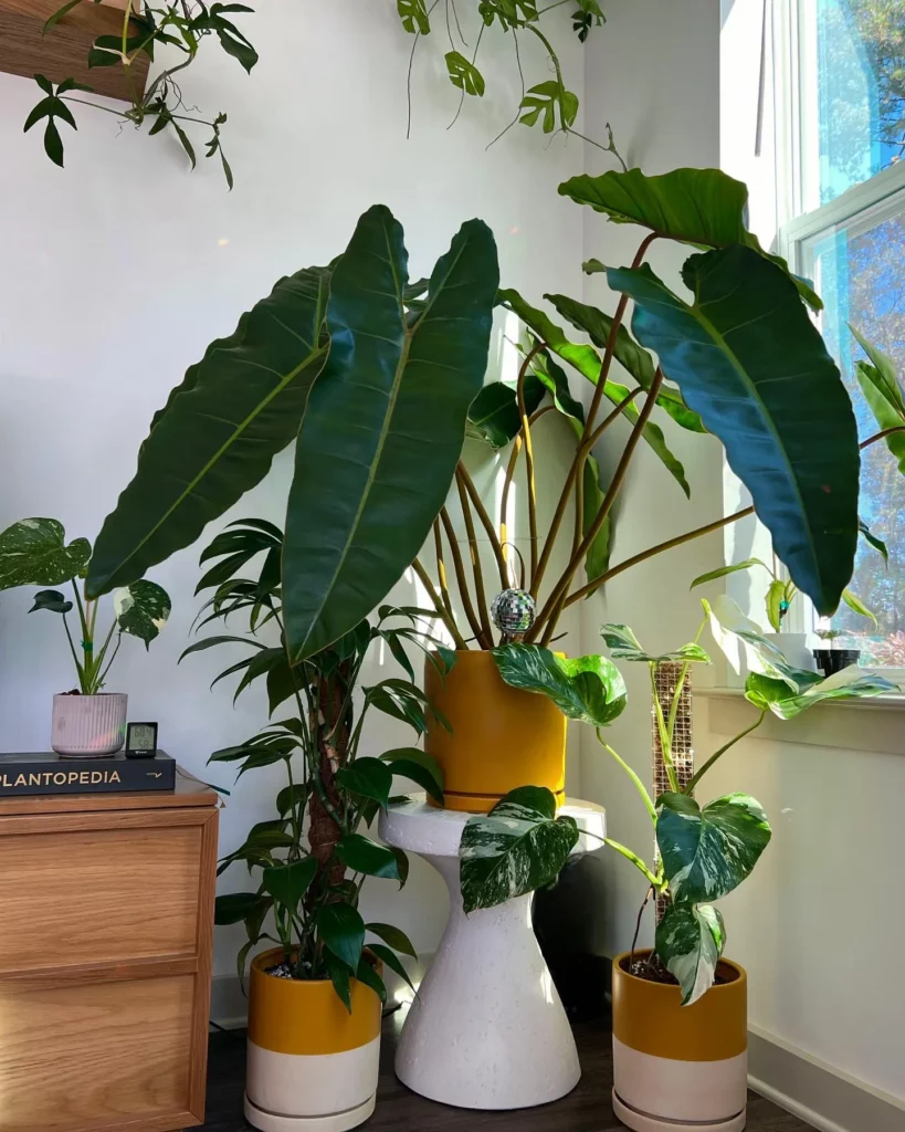 Philodendron Billietiae In Orange Color Pot Inside the corner of house