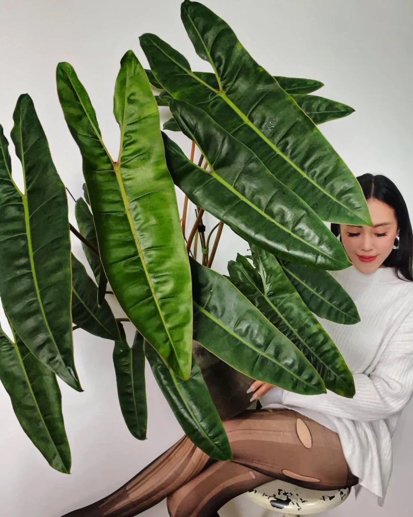 Girl giving a pose with Philodendron Billietiae in Clay Pot