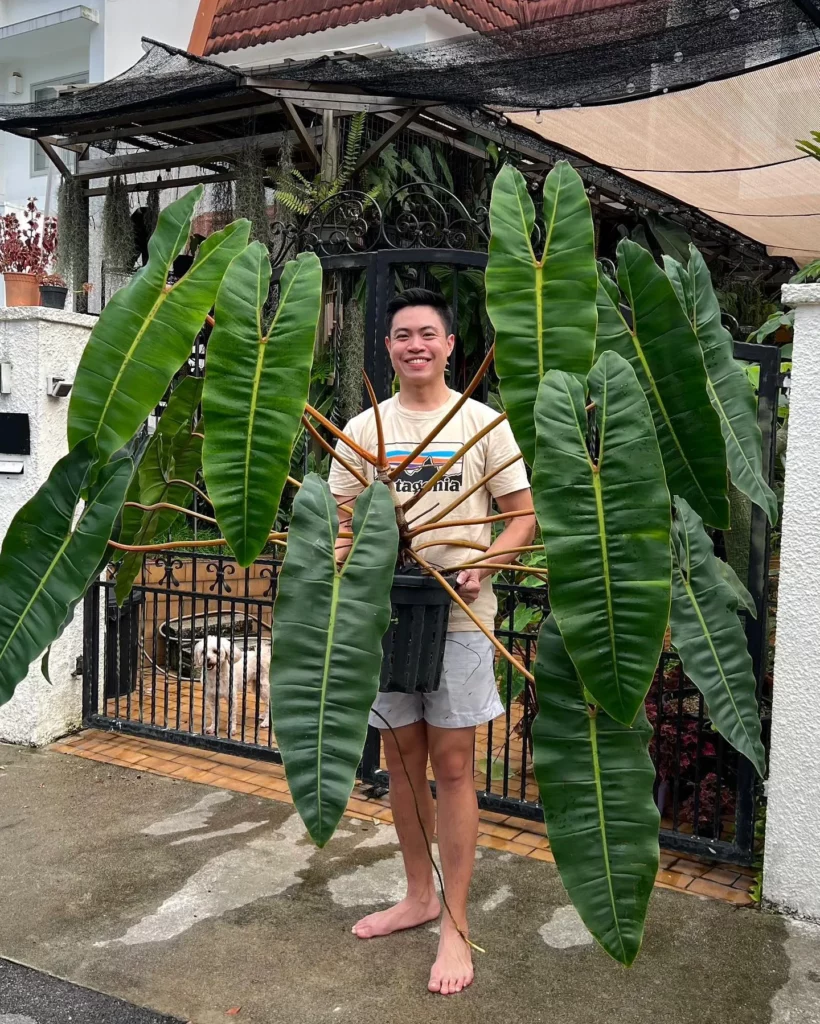 Plant Lover with Philodendron Billietiae In Black Pot at his Home Garden