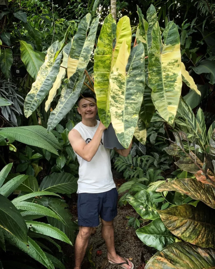 Gardener showing 3 feet grown Philodendron Billietiae In Gray Pot