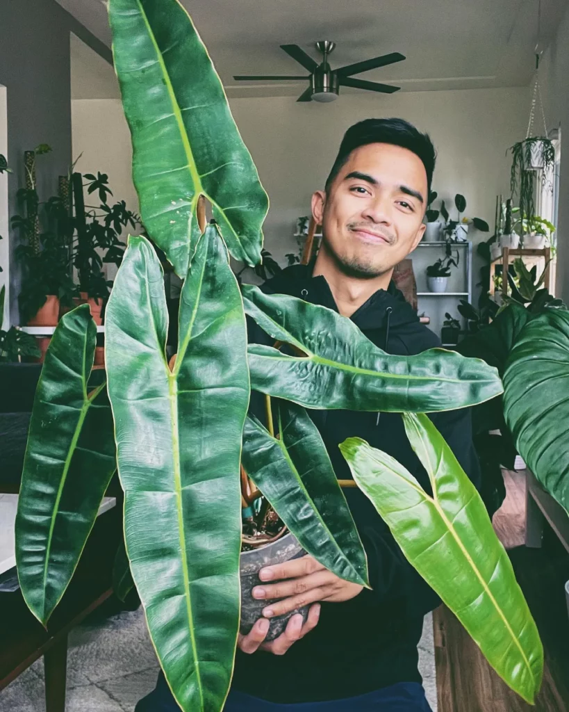 Happy Houseowner Showing His Favorite Indoor Plant Philodendron Billietiae