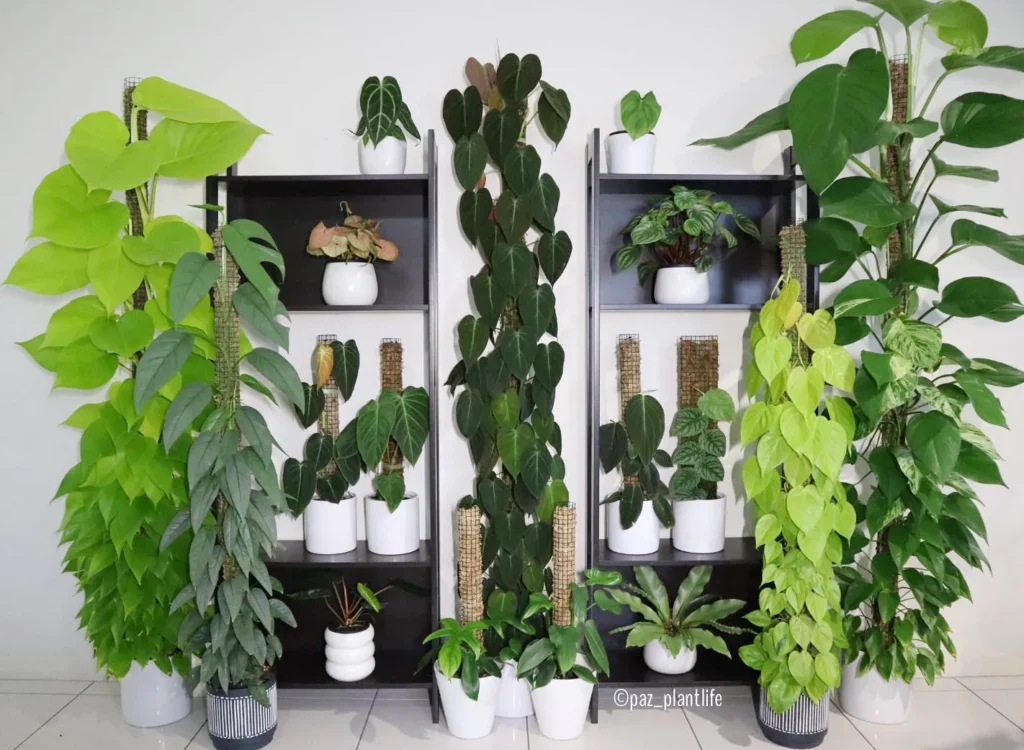 Philodendron Bipennifolium In White Pots with other Indoor Plants In Shelves