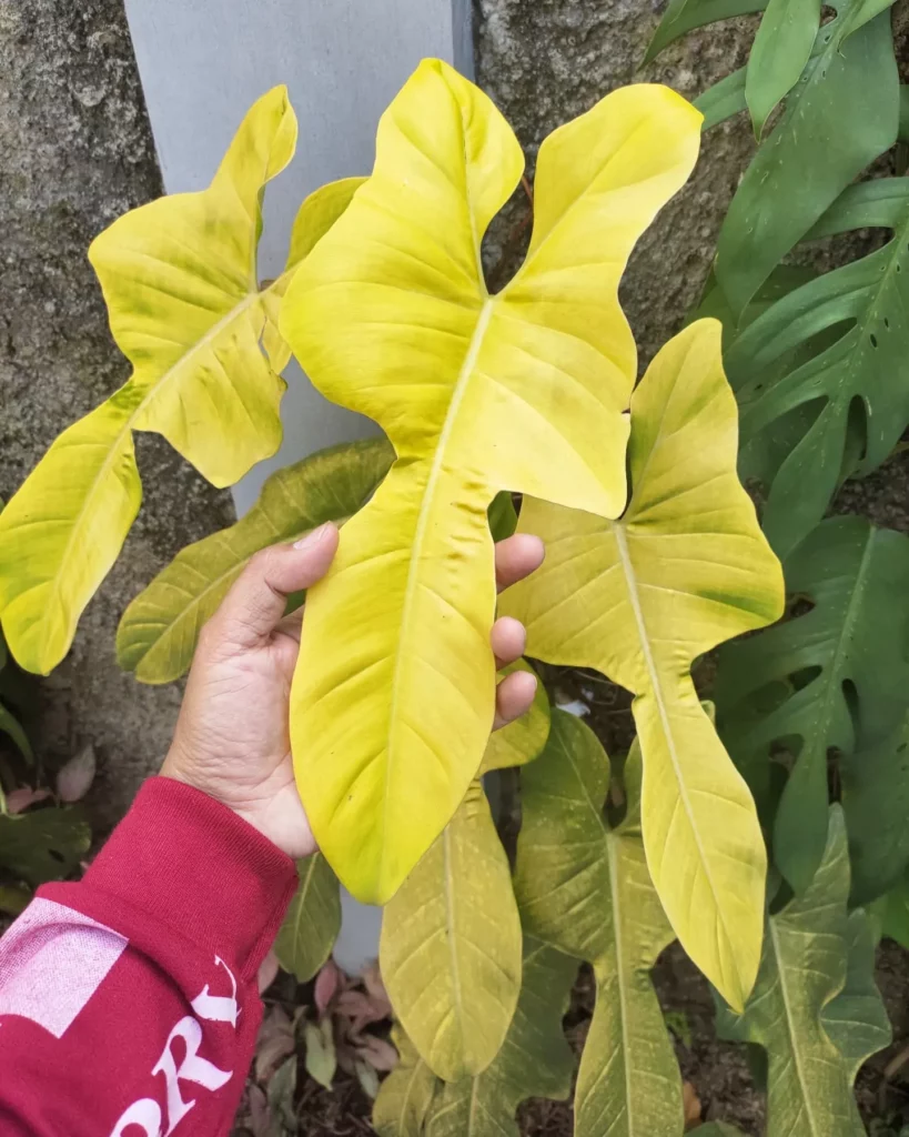 Philodendron Bipennifolium Leaves Close View