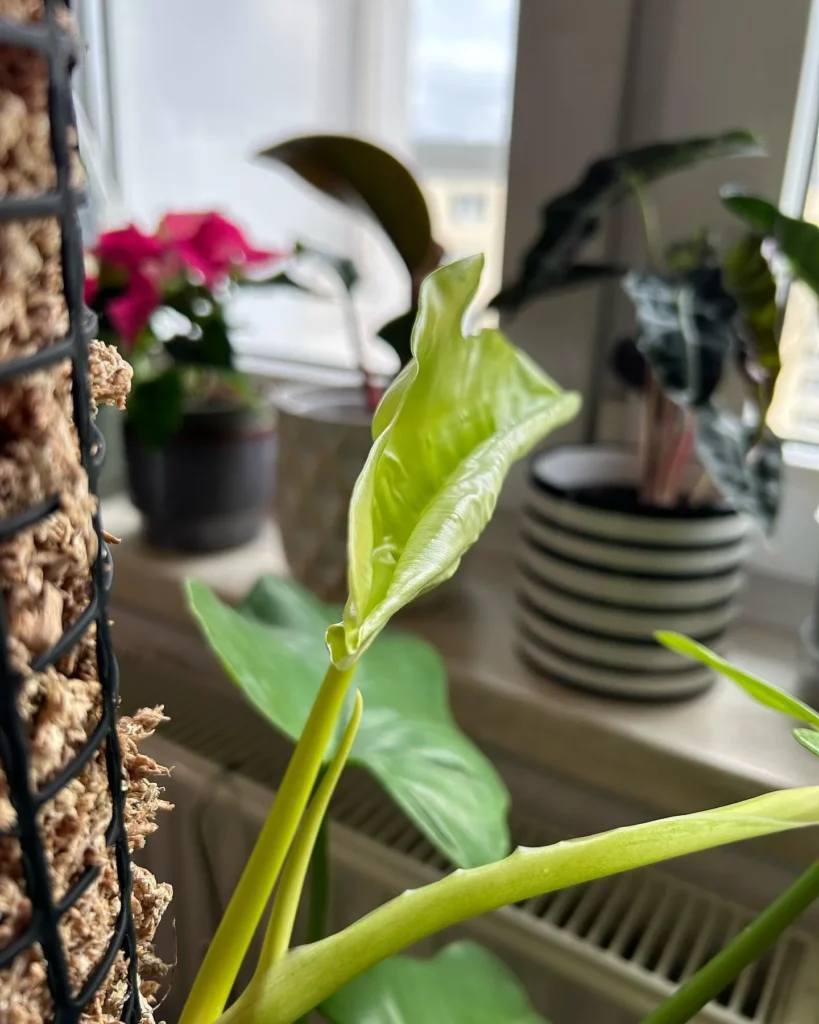 Close shot of Philodendron Bipennifolium New Leaf