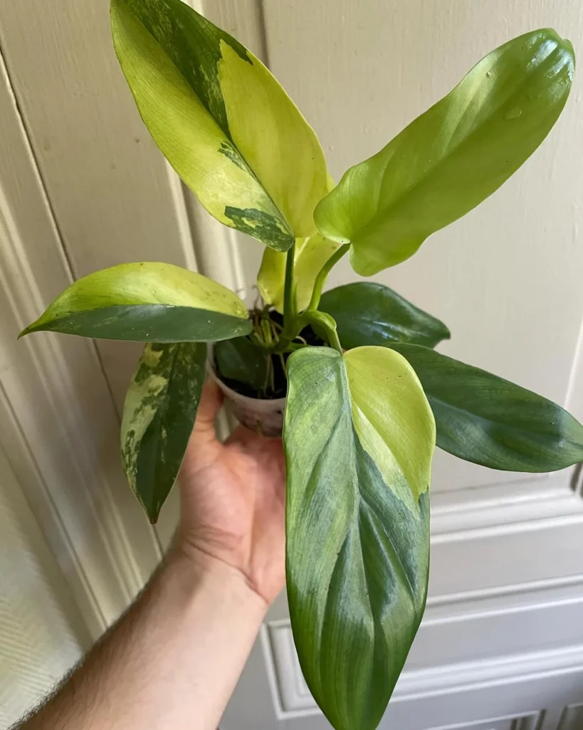 Philodendron Bipennifolium In 4" White Pot