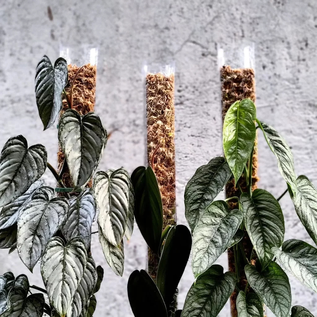 Three Philodendron Brandtianum Plants Growing with Moss Pole Support