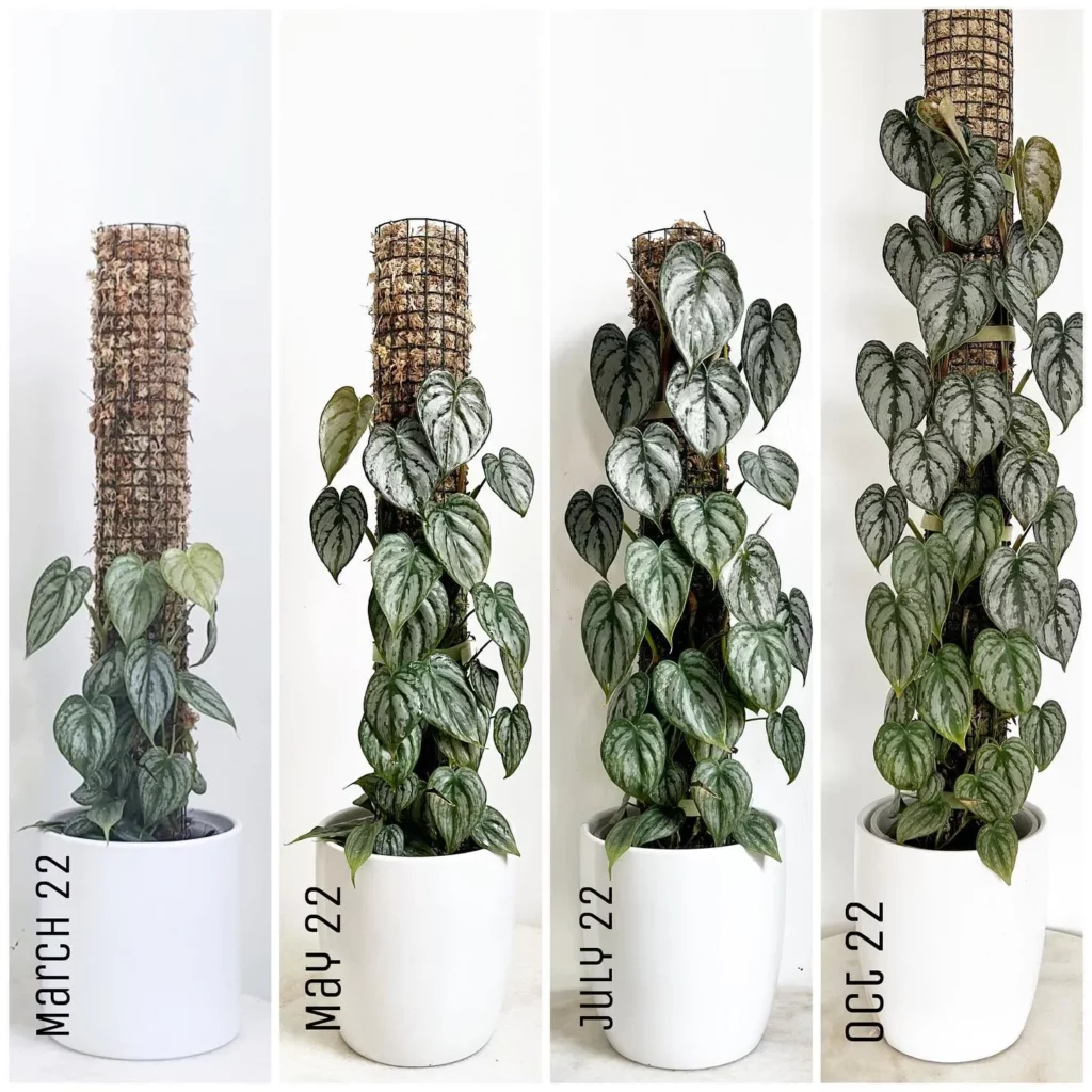 Collection of Philodendron Brandtianum In different heights growing in white color pot with Moss Pole