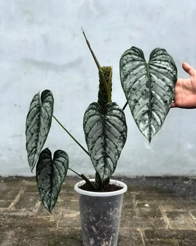 Philodendron Brandtianum In While Color 4" Pot With Moss Stick