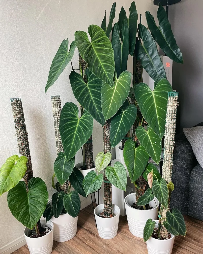 Philodendron Goeldii with other climbing plants on the wooden floor