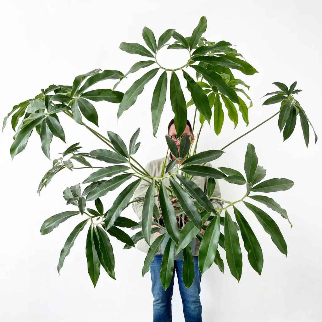 Man Posing with Philodendron Goeldii In 6" Pot