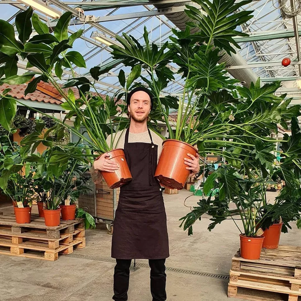 Gardener Holding Two Philodendron Goeldii In Brown Color 6" & 12" Pot