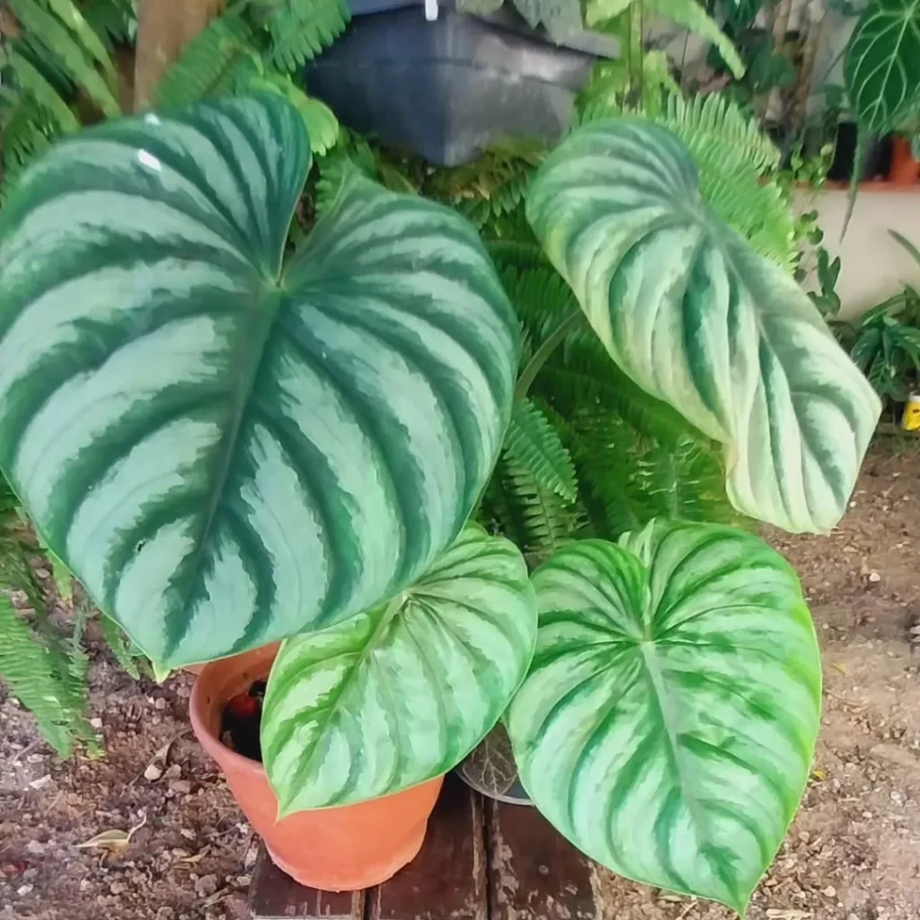 Philodendron Plowmanii In Reddish Clay 6" Pot