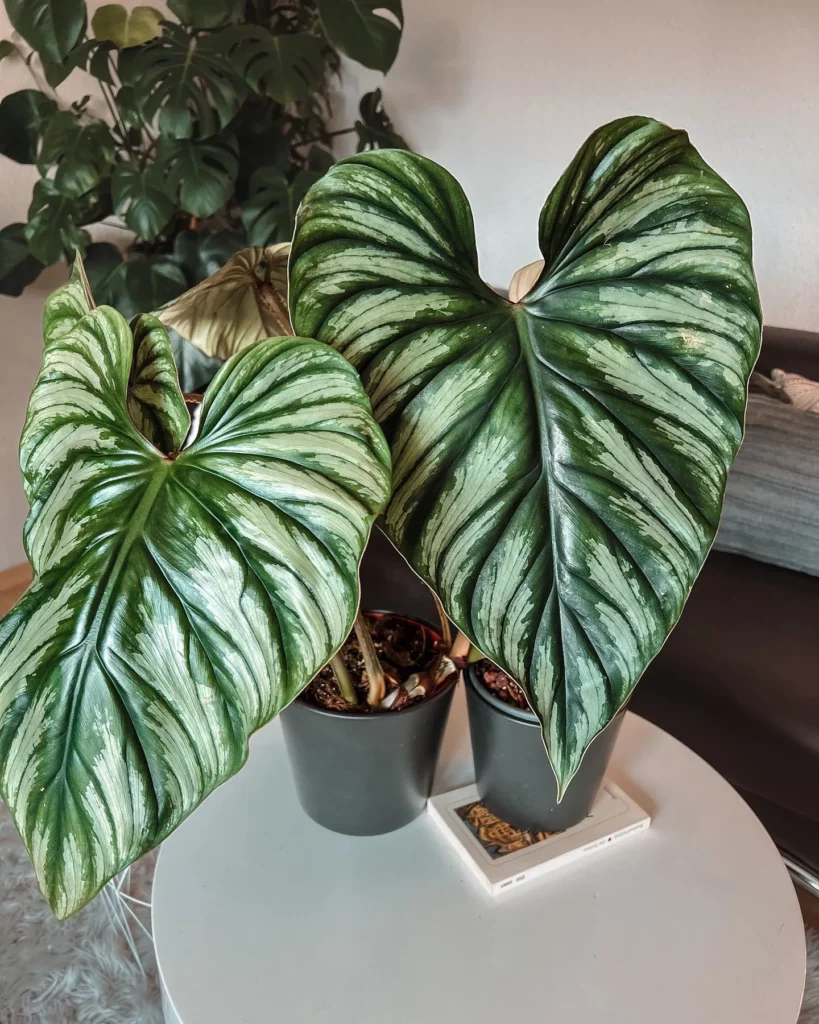 Philodendron Plowmanii In Dark Green Color Pot On the Table