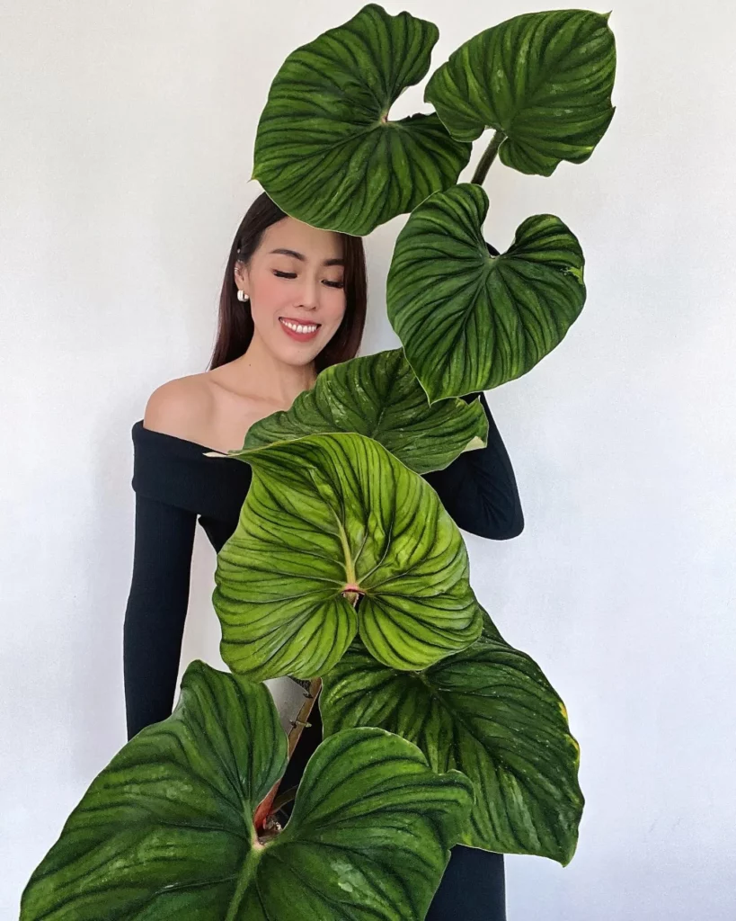 Girl Giving Pose with her Favorite Plant Philodendron Plowmanii