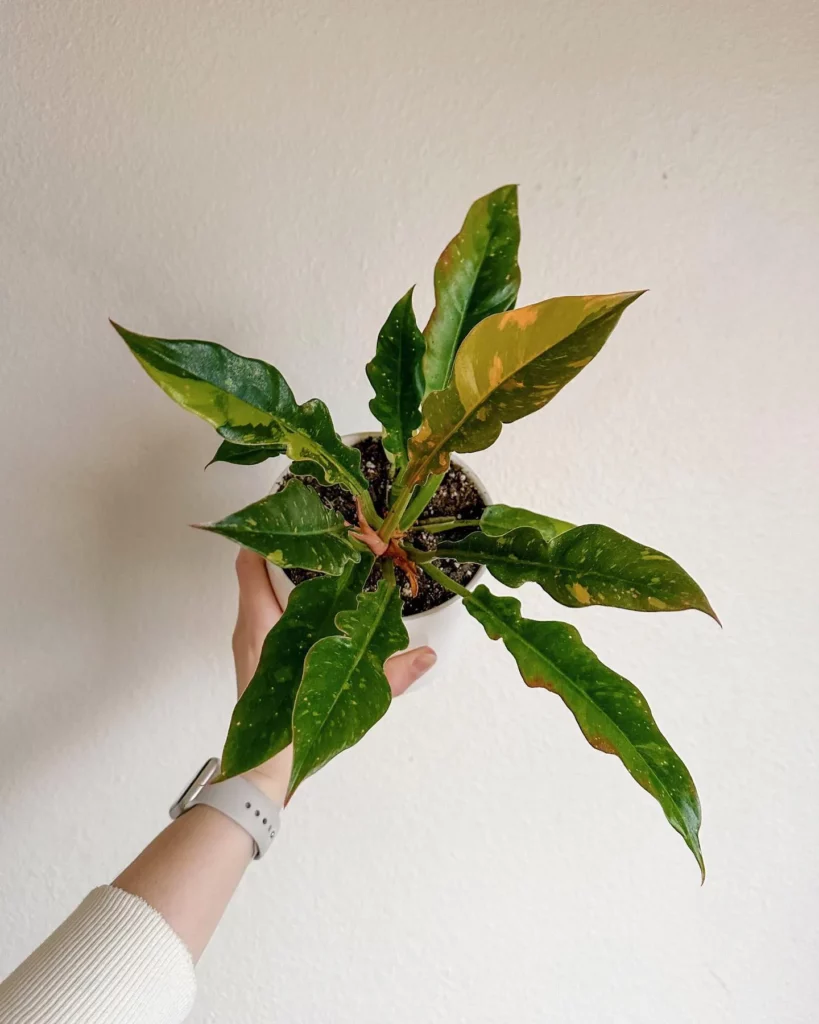 Pretty Philodendron Ring of Fire In White Pot