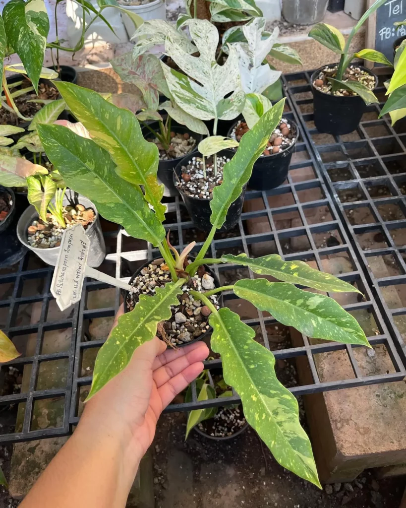 Man keeping Philodendron Ring of Fire In Garden