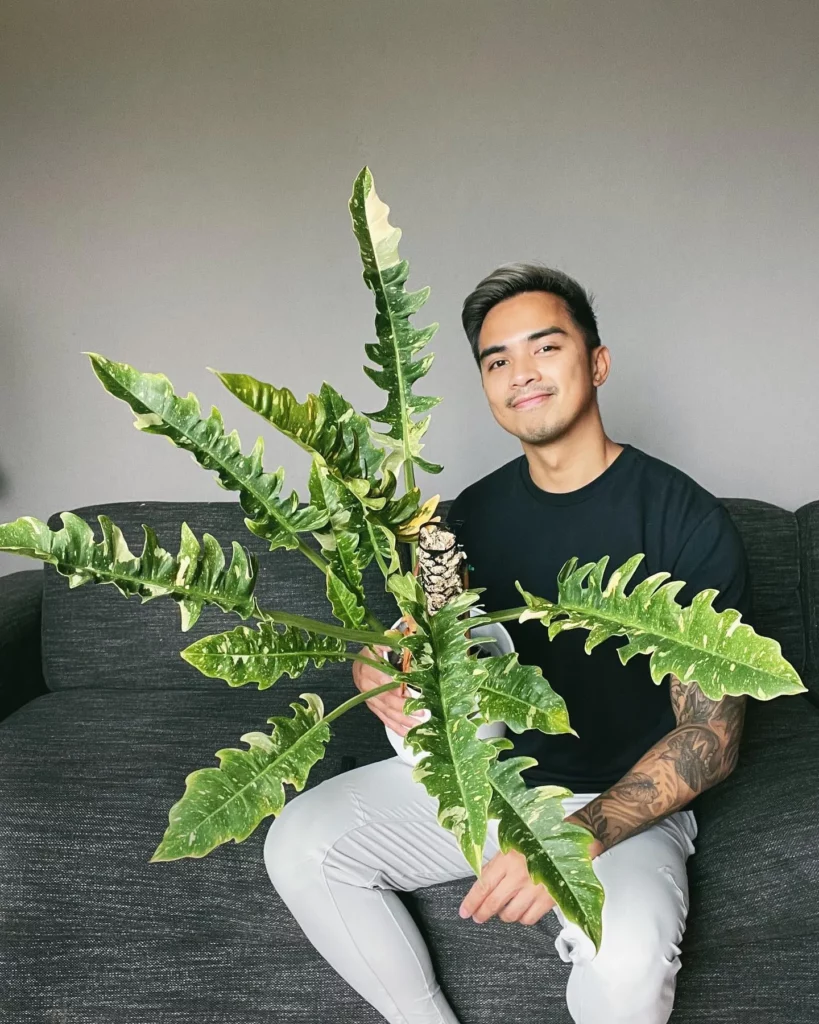 Man sitting in Sofa with his favorite plant Philodendron Ring of Fire