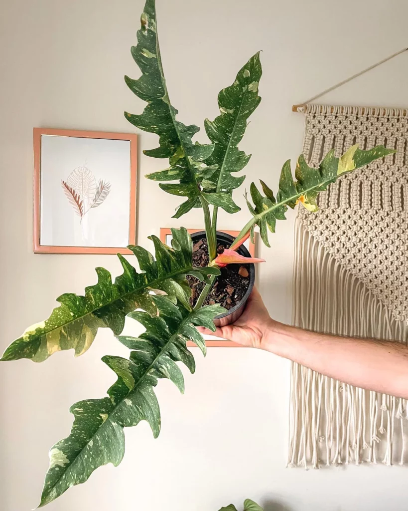 Philodendron Ring of Fire In Silver Color Pot