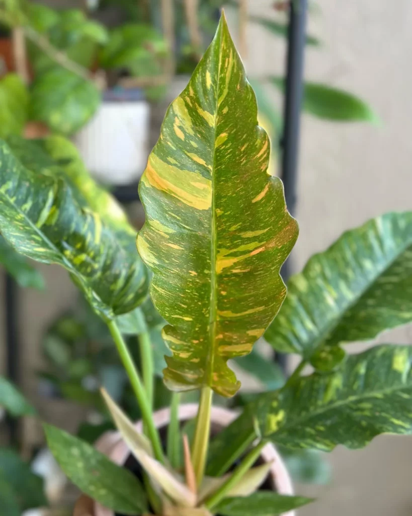 Close view of Philodendron Ring of Fire Leaves