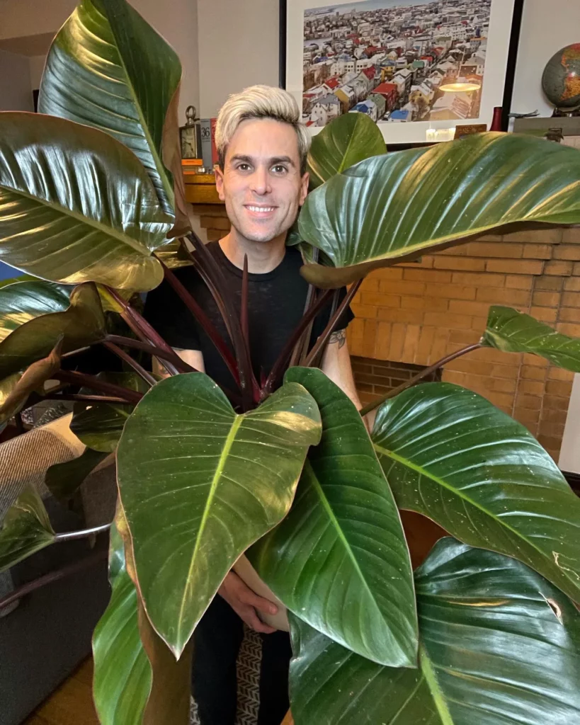 Man Posing with 6 Feet Philodendron Rojo Congo