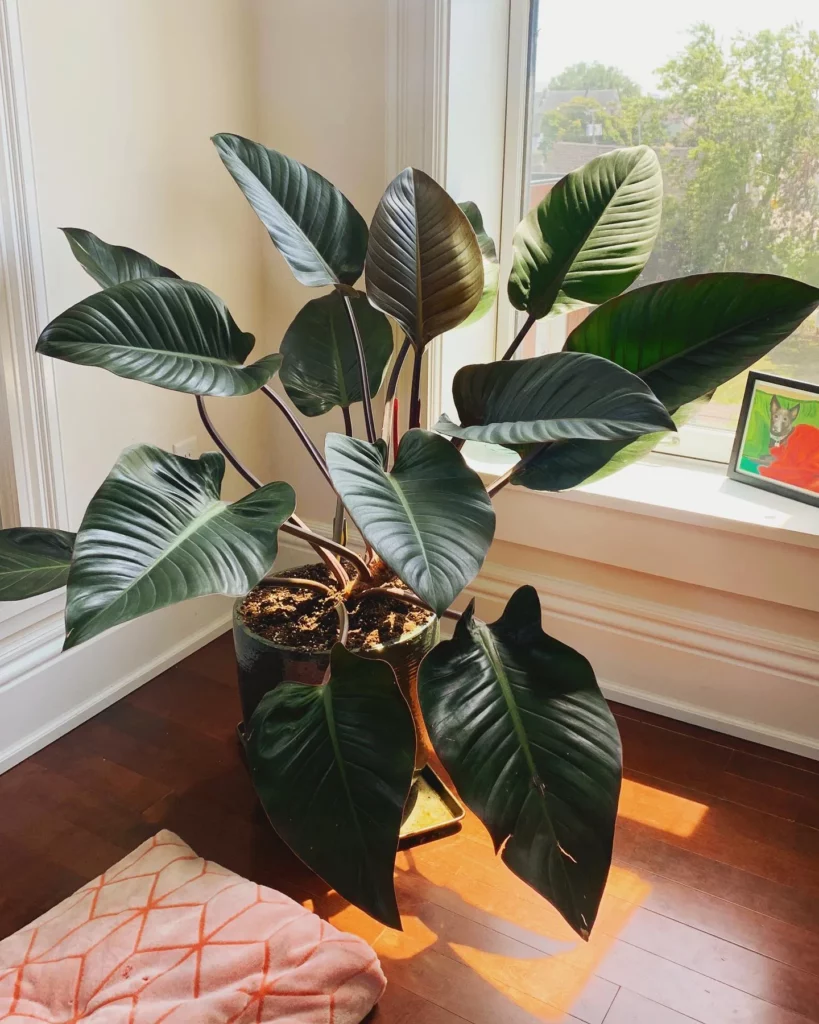 Philodendron Rojo Congo In Black Color Pot Placed in the corner of Room