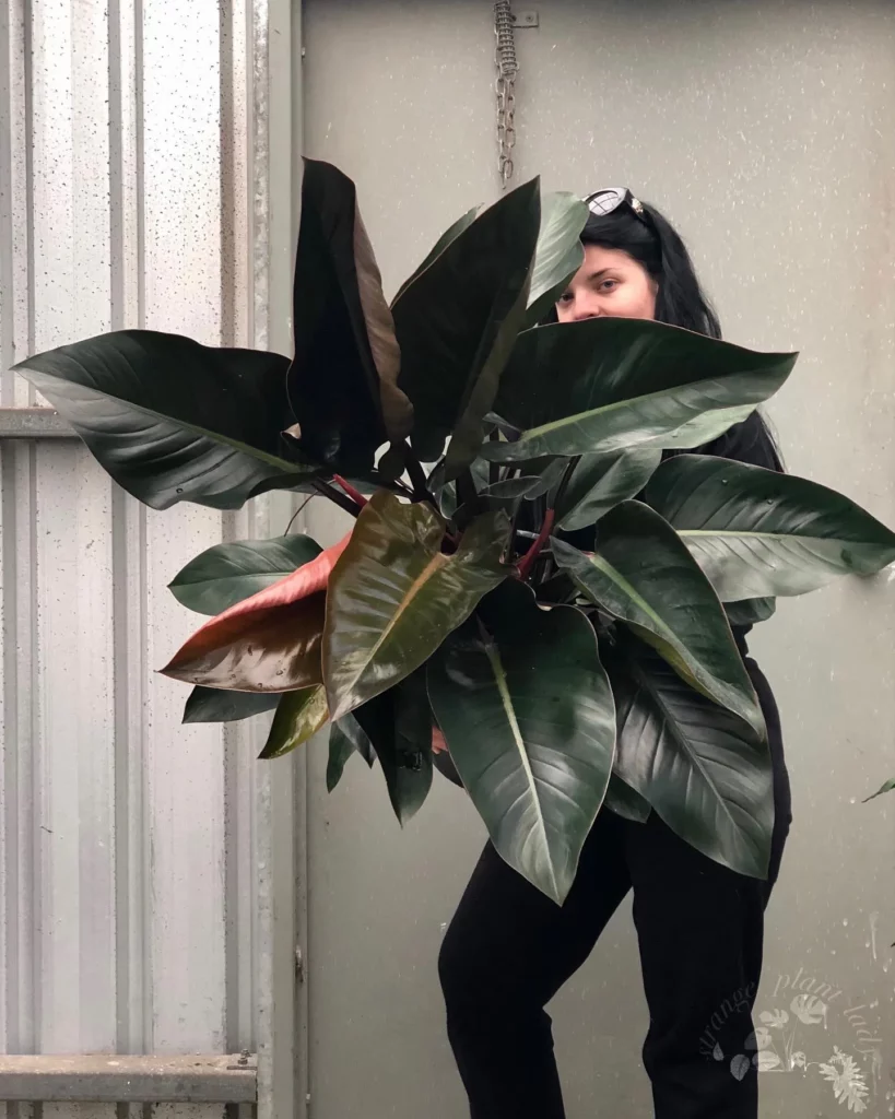 Girl with Philodendron Rojo Congo at her Home