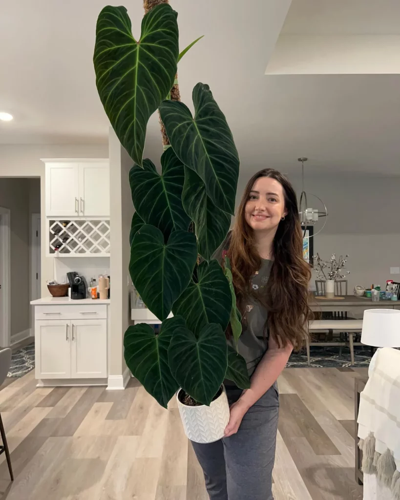 Happy Plant Loving Girl Posing with Philodendron Splendid with Moss Support Stick In Round Pot at Home Living Area