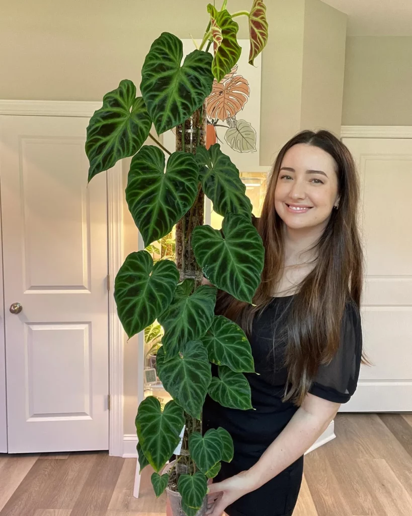 Happy Girl with her Favorite Plant 4 feet Climbed Philodendron Verrucosum with Moss Pole In 6" White Pot at her Home-Living Area