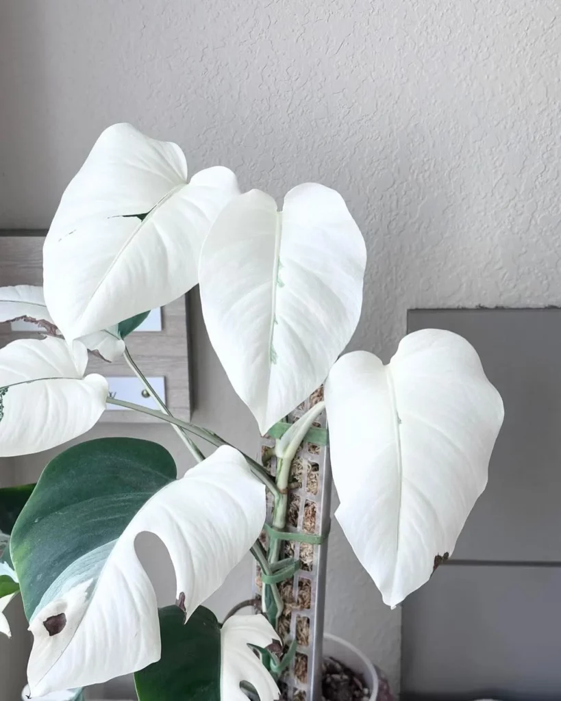 1.5 Feet Tall White Princess Philodendron with Moss Support Stick In Round Pot at Home Living Area