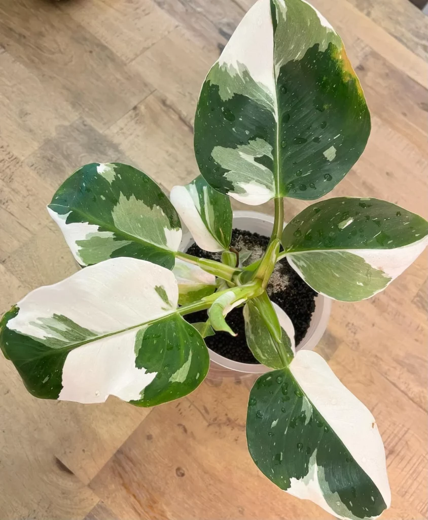 Top View of Philodendron White Wizard Plant In White Pot On Wooden Floor at Home