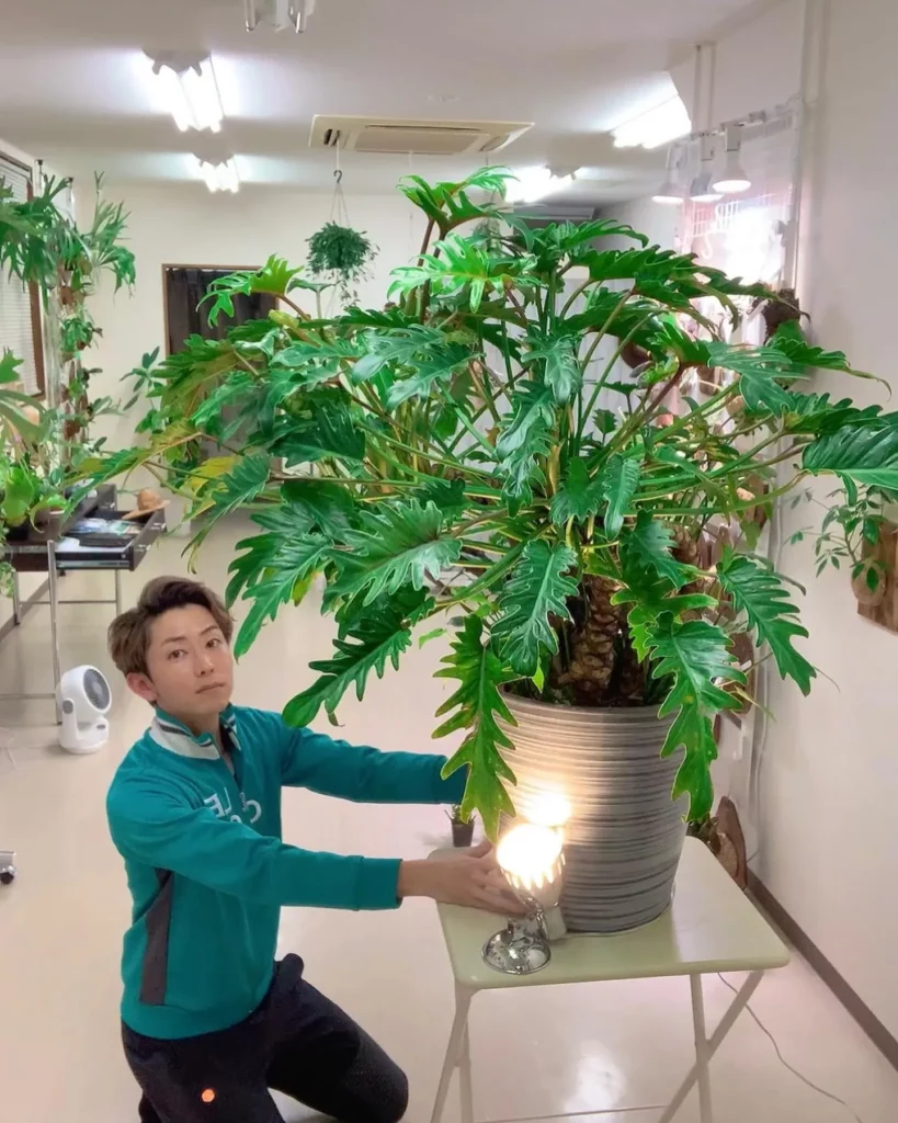 Boy with Philodendron Xanadu In room full of lights for the plants at Home