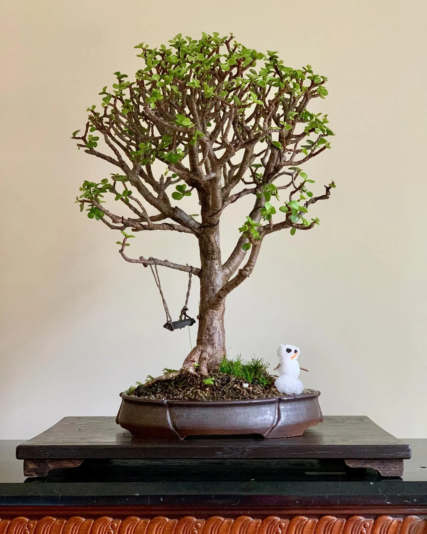 Do Jade Bonsai Trees Flower? Yes, and Here's How
