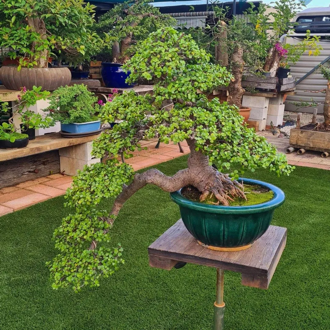 Elephant Bush Bonsai (Portulacaria afra) Expert Advice