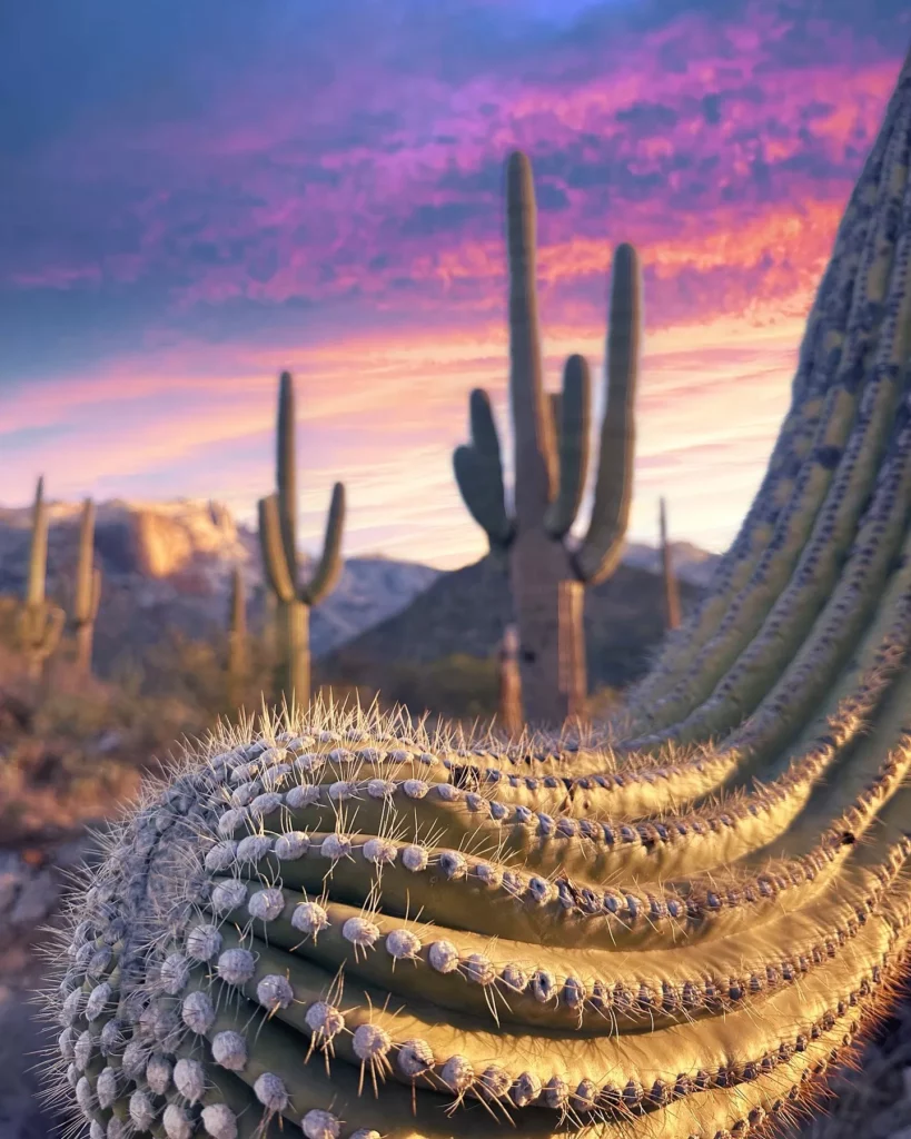 Saguaro Cactus: Iconic Care Strategies